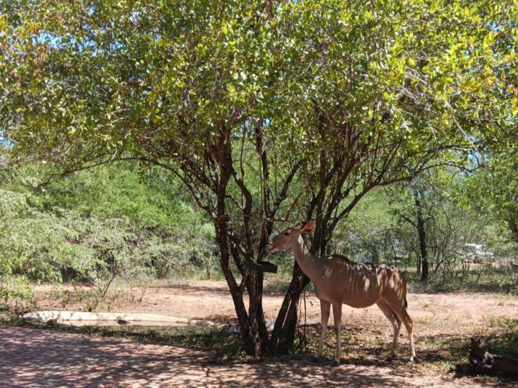 Marloth Cottage Marloth Park Extérieur photo